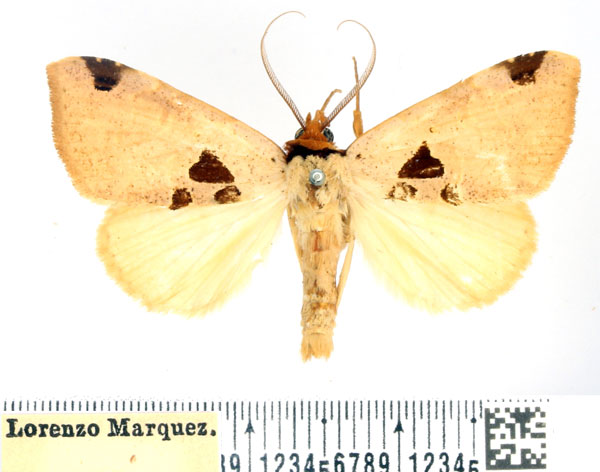 /filer/webapps/moths/media/images/P/pyramidalis_Marcipa_AM_BMNH.jpg