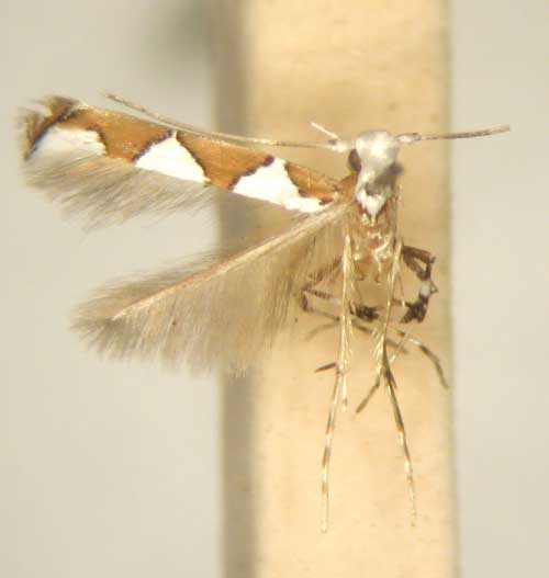 /filer/webapps/moths/media/images/P/pyramidota_Dialectica_MT_TMSA6122.jpg