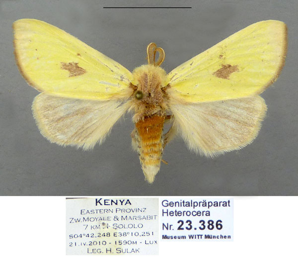 /filer/webapps/moths/media/images/P/pyrasa_Antheua_HT_Schintlmeister.jpg