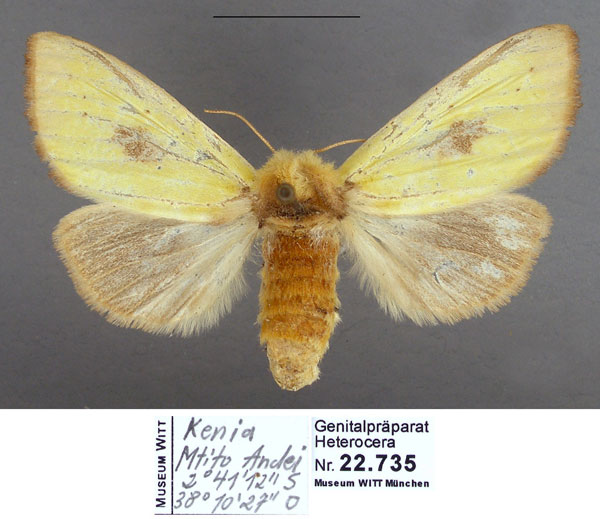 /filer/webapps/moths/media/images/P/pyrasa_Antheua_PTF_MWM.jpg