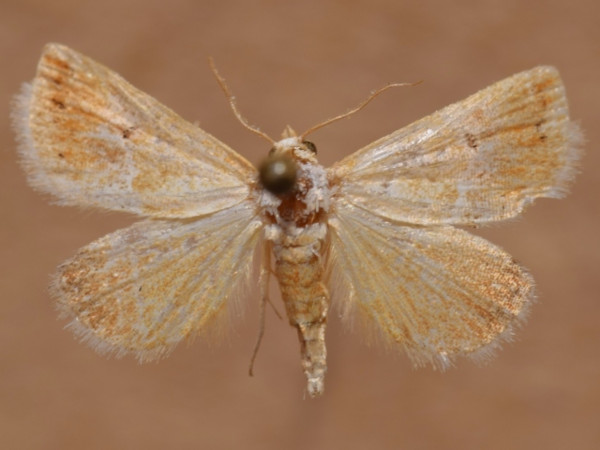 /filer/webapps/moths/media/images/P/pyrastis_Eublemma_A_Butler.jpg