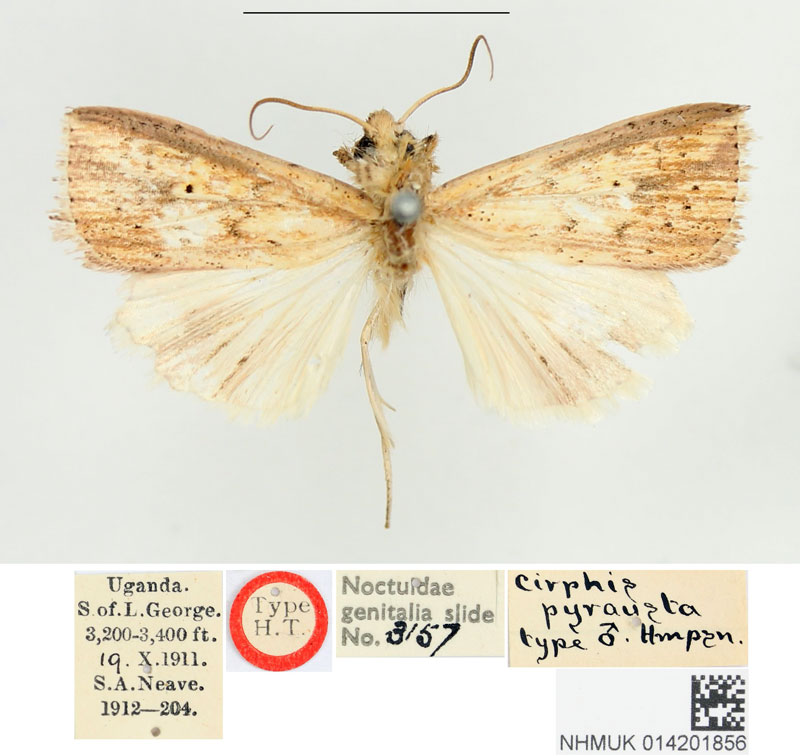 /filer/webapps/moths/media/images/P/pyrausta_Cirphis_HT_BMNH.jpg