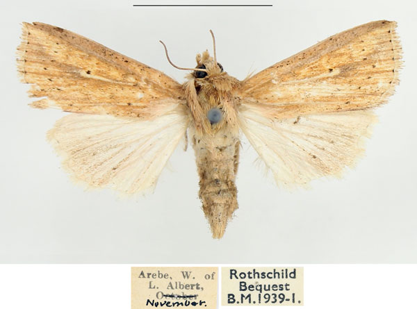 /filer/webapps/moths/media/images/P/pyrausta_Mythimna_AF_BMNH.jpg
