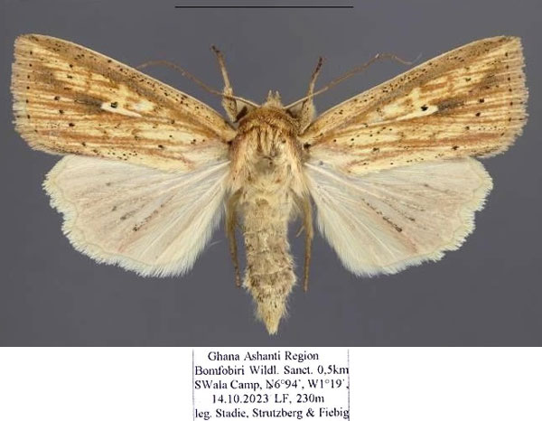 /filer/webapps/moths/media/images/P/pyrausta_Mythimna_AF_Stadie.jpg