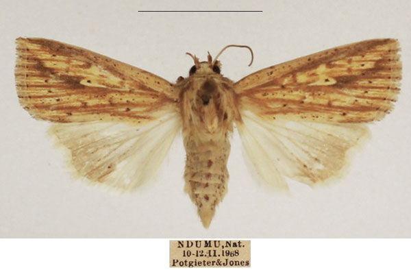 /filer/webapps/moths/media/images/P/pyrausta_Mythimna_AF_TMSA_02.jpg