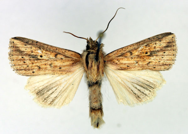 /filer/webapps/moths/media/images/P/pyrausta_Mythimna_AM_Aulombard.jpg