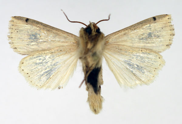 /filer/webapps/moths/media/images/P/pyrausta_Mythimna_AM_Aulombard_02.jpg
