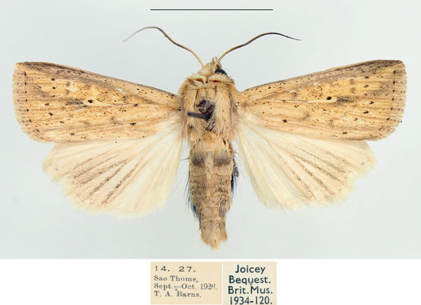 /filer/webapps/moths/media/images/P/pyrausta_Mythimna_AM_BMNH.jpg