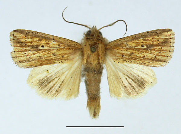 /filer/webapps/moths/media/images/P/pyrausta_Mythimna_AM_Basquin.jpg
