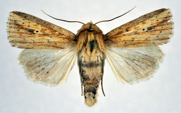 /filer/webapps/moths/media/images/P/pyrausta_Mythimna_AM_NHMO.jpg