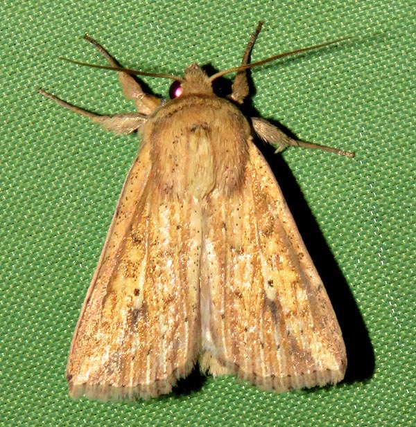 /filer/webapps/moths/media/images/P/pyrausta_Mythimna_A_Braun_20.jpg