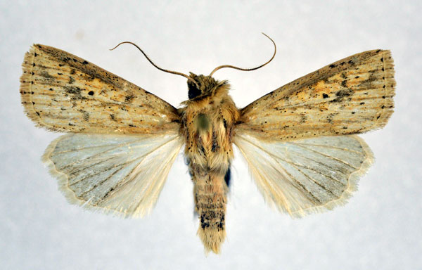 /filer/webapps/moths/media/images/P/pyrausta_Mythimna_A_NHMO.jpg