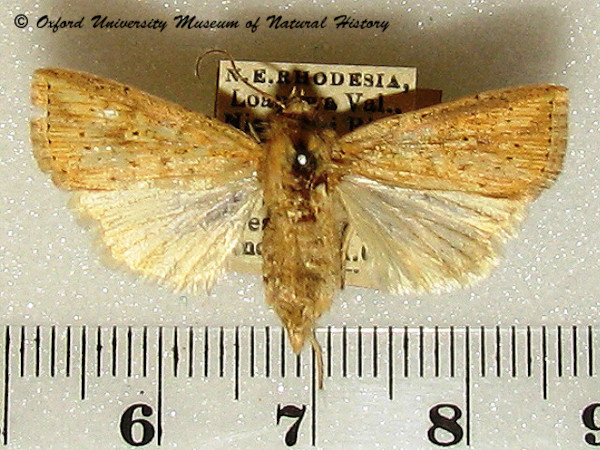 /filer/webapps/moths/media/images/P/pyrausta_Mythimna_A_OUMNH.jpg