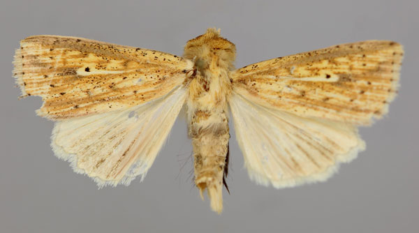 /filer/webapps/moths/media/images/P/pyrausta_Mythimna_A_RMCA_01.jpg