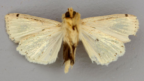 /filer/webapps/moths/media/images/P/pyrausta_Mythimna_A_RMCA_02.jpg