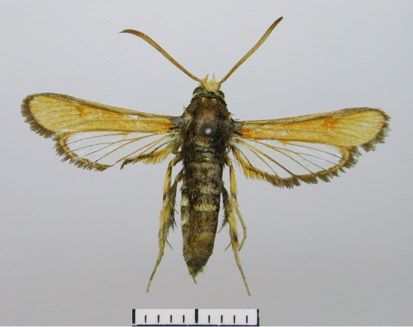 /filer/webapps/moths/media/images/P/pyrethra_Synanthedon_AF_BMNH.jpg