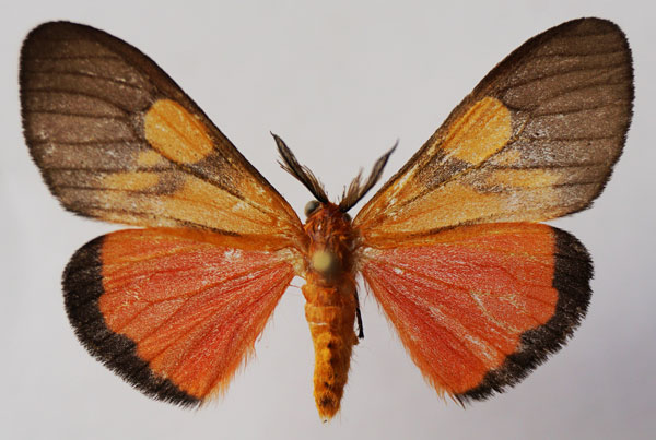 /filer/webapps/moths/media/images/P/pyrilampes_Barlowia_AM_Stroehle.jpg