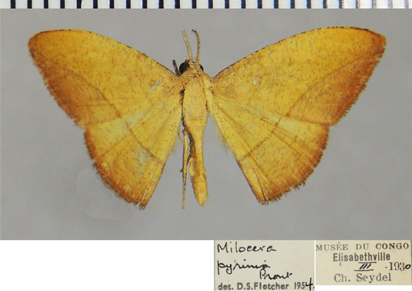 /filer/webapps/moths/media/images/P/pyrinia_Milocera_AM_ZSMa.jpg