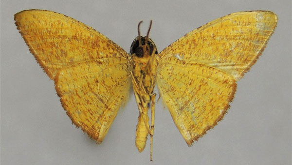 /filer/webapps/moths/media/images/P/pyrinia_Milocera_AM_ZSMb.jpg