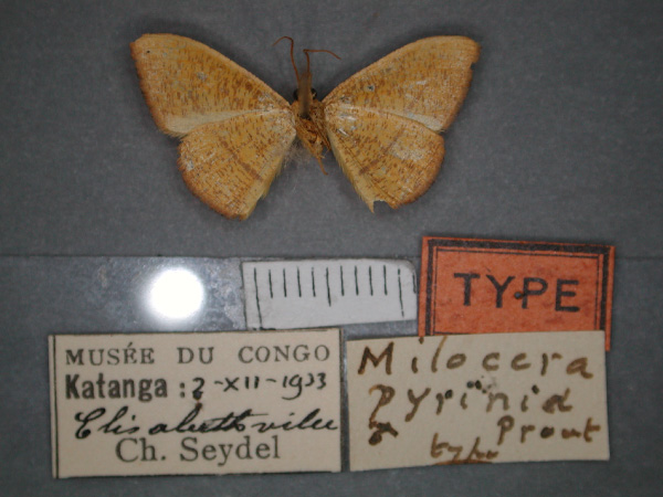/filer/webapps/moths/media/images/P/pyrinia_Milocera_HT_RMCA_02.jpg