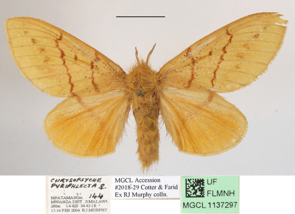 /filer/webapps/moths/media/images/P/pyriphlecta_Chrysopsyche_AF_MGCLa_02.JPG