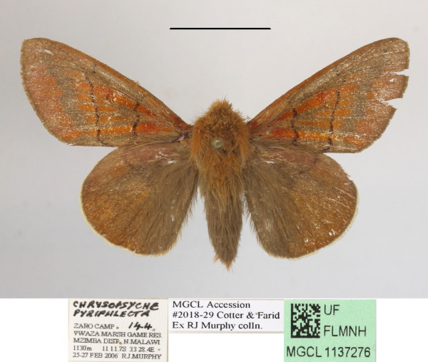 /filer/webapps/moths/media/images/P/pyriphlecta_Chrysopsyche_AM_MGCLa_01.JPG