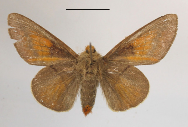 /filer/webapps/moths/media/images/P/pyriphlecta_Chrysopsyche_AM_MGCLb_01.JPG