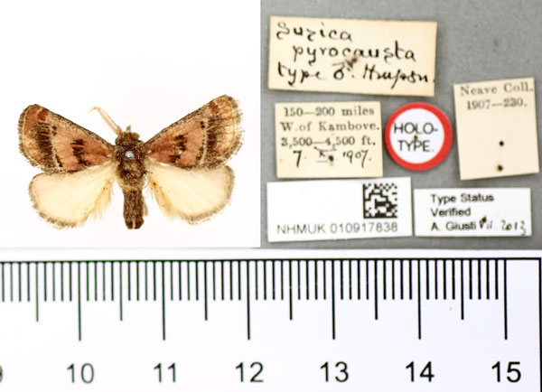 /filer/webapps/moths/media/images/P/pyrocausta_Susica_HT_BMNH.jpg