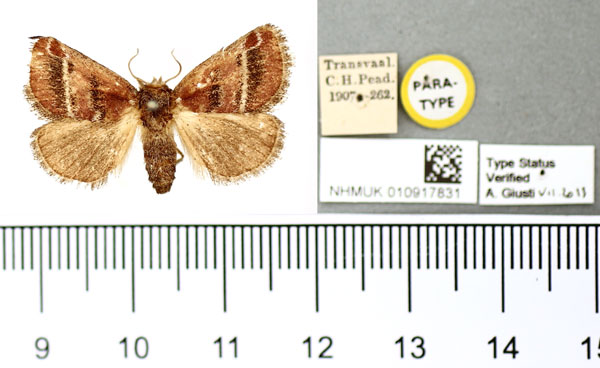 /filer/webapps/moths/media/images/P/pyrocausta_Susica_PTF_BMNH.jpg