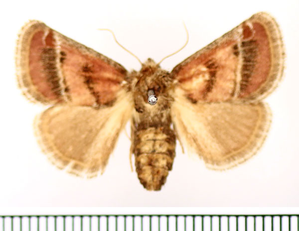 /filer/webapps/moths/media/images/P/pyrocausta_Susicina_AF_BMNH.jpg