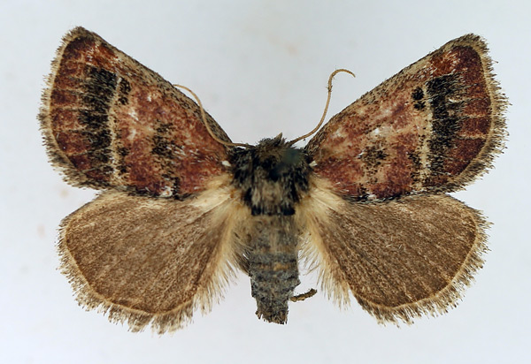 /filer/webapps/moths/media/images/P/pyrocausta_Susicina_AF_TMSA.jpg