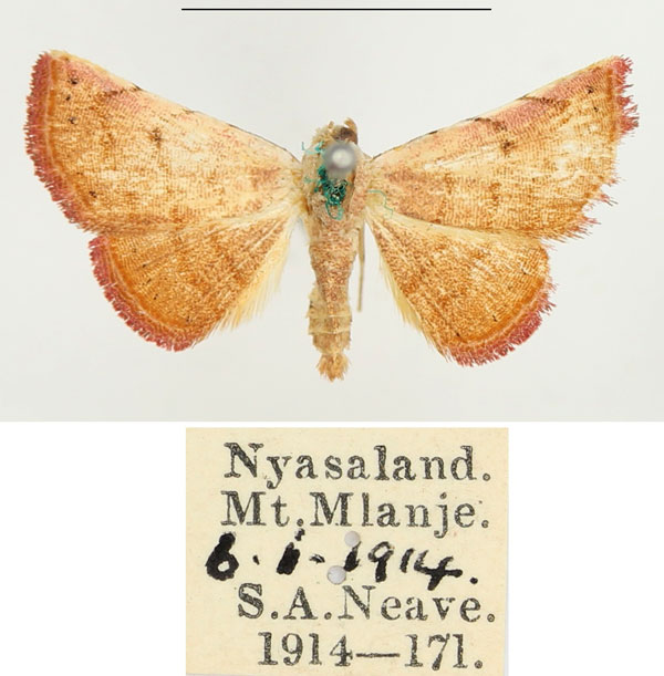 /filer/webapps/moths/media/images/P/pyrochroa_Eublemma_AF_BMNH.jpg