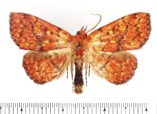 /filer/webapps/moths/media/images/P/pyrochroa_Phlogochroa_AM_BMNH_01.jpg