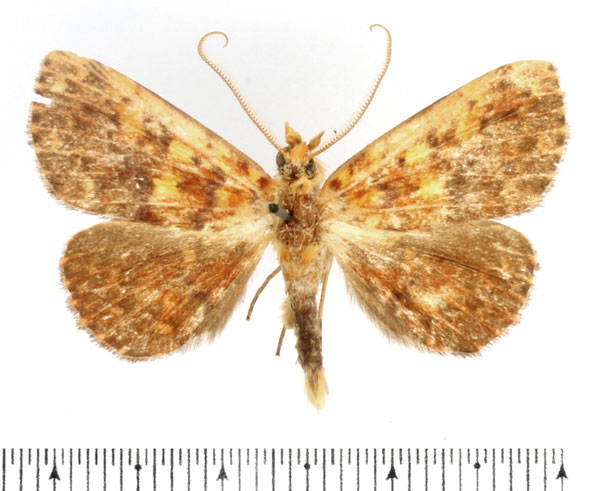 /filer/webapps/moths/media/images/P/pyrochroa_Phlogochroa_AM_BMNH_02.jpg