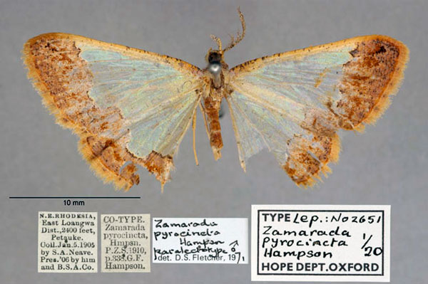 /filer/webapps/moths/media/images/P/pyrocincta_Zamarada_PLT_OUMNH_01.jpg