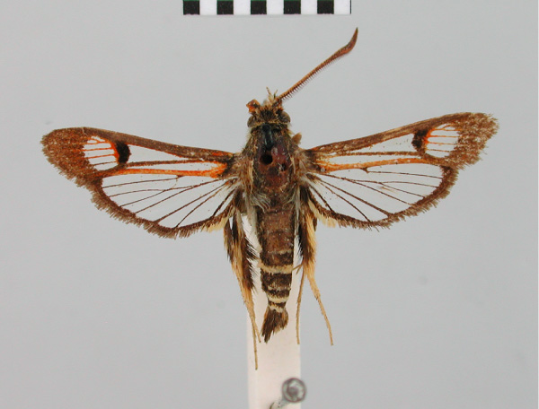 /filer/webapps/moths/media/images/P/pyrocraspis_Monopetalotaxis_HT_BMNH.jpg