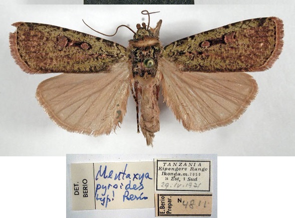 /filer/webapps/moths/media/images/P/pyroides_Mentaxya_HT_MSNM.jpg