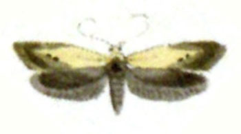 /filer/webapps/moths/media/images/P/pyropella_Tinea_HT_Hubner_95.jpg