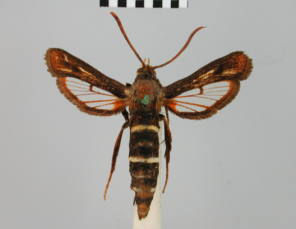 /filer/webapps/moths/media/images/P/pyrophora_Thyranthrene_HT_BMNH.jpg