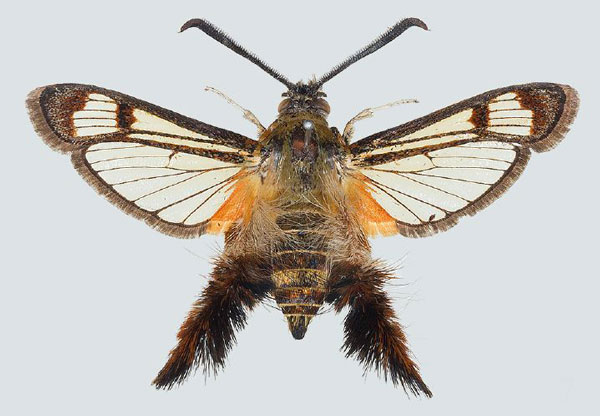 /filer/webapps/moths/media/images/P/pyropis_Melittia_AM_COGM_01.jpg