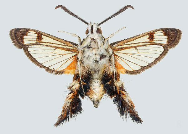 /filer/webapps/moths/media/images/P/pyropis_Melittia_AM_COGM_02.jpg