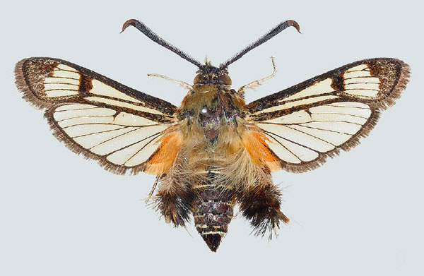 /filer/webapps/moths/media/images/P/pyropis_Melittia_AM_COGM_03.jpg
