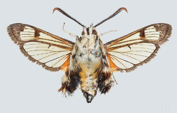 /filer/webapps/moths/media/images/P/pyropis_Melittia_AM_COGM_04.jpg