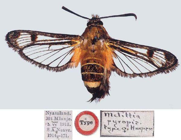 /filer/webapps/moths/media/images/P/pyropis_Melittia_HT_BMNH.jpg