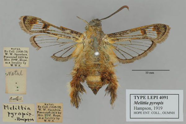/filer/webapps/moths/media/images/P/pyropis_Melittia_PT_OUMNH_01.jpg