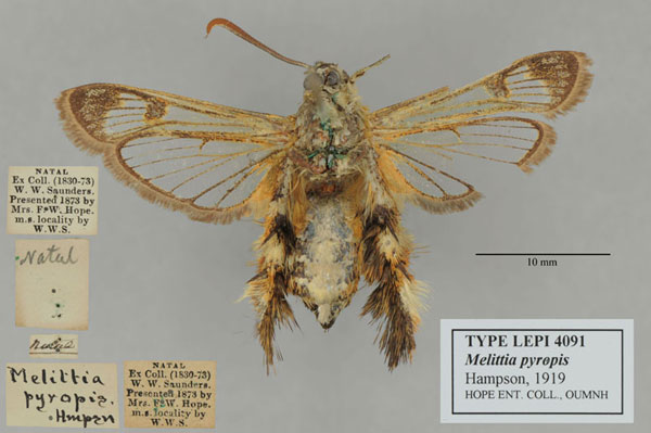 /filer/webapps/moths/media/images/P/pyropis_Melittia_PT_OUMNH_02.jpg
