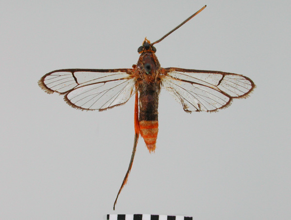 /filer/webapps/moths/media/images/P/pyrosoma_Tipulamima_HT_BMNHa.jpg