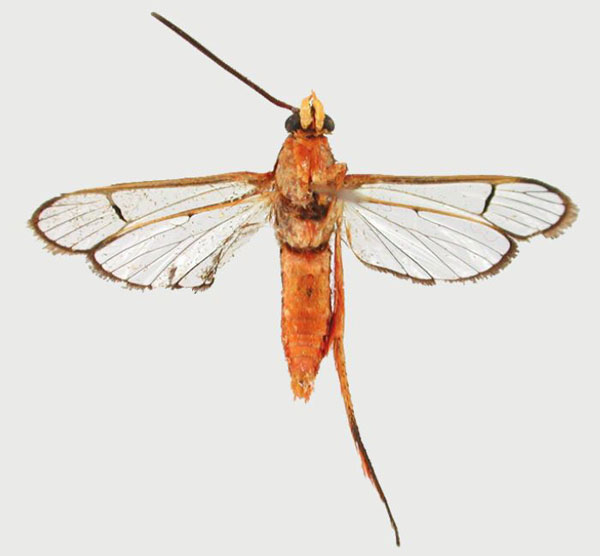 /filer/webapps/moths/media/images/P/pyrosoma_Tipulamima_HT_BMNHb.jpg
