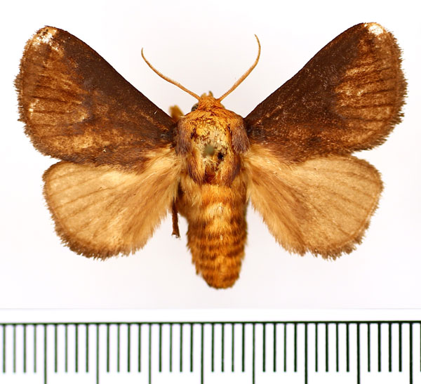 /filer/webapps/moths/media/images/P/pyrosomoides_Ctenolita_AM_BMNH_01.jpg