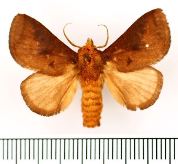 /filer/webapps/moths/media/images/P/pyrosomoides_Ctenolita_AM_BMNH_02.jpg